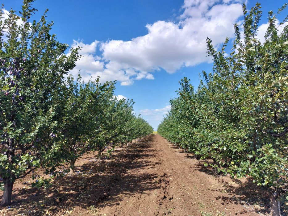 Продава се Земеделски имот в с. Завой, Област Ямбол -  кв.м за 1700 €/дка - Снимка #1