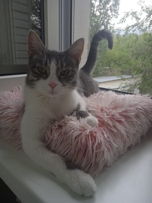 Кошка в добрые руки