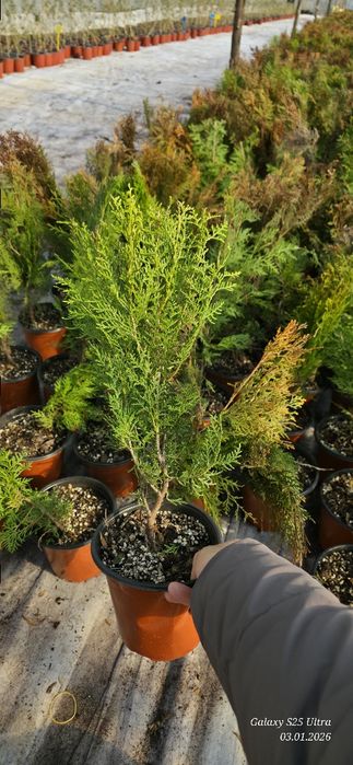 Туя ауреа нана кучатлари сотувда