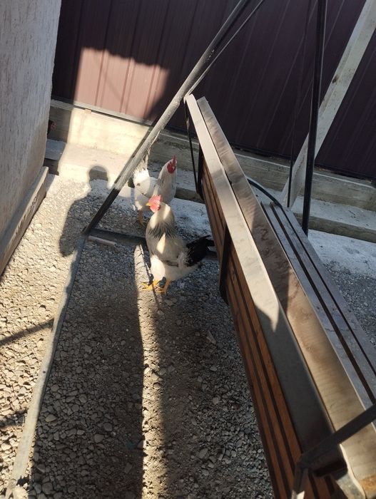 Продам петушков, породы Адлер