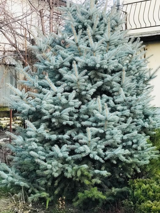 Ель голубая от 4 метров