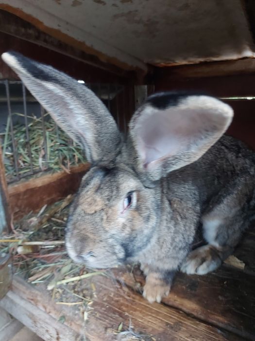 Iepuri urias german.