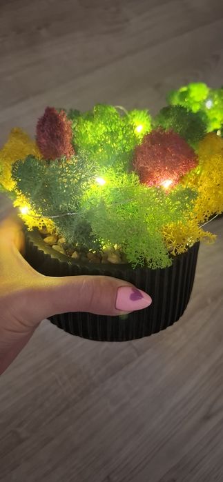 Светеща кашпа и Бонсай със скандинавски мъх