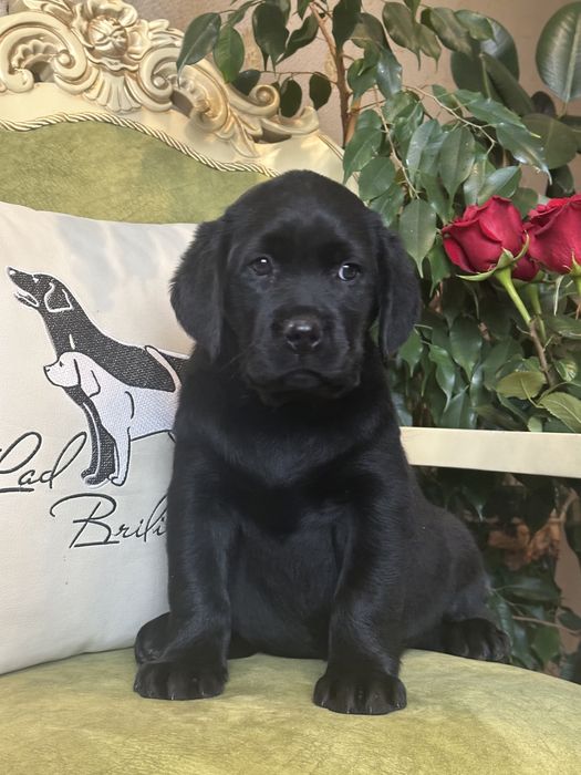 Щенки лабрадора, питомник, документы