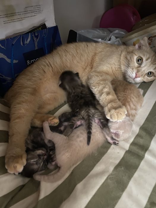 Отдаи в хорошие руки котят