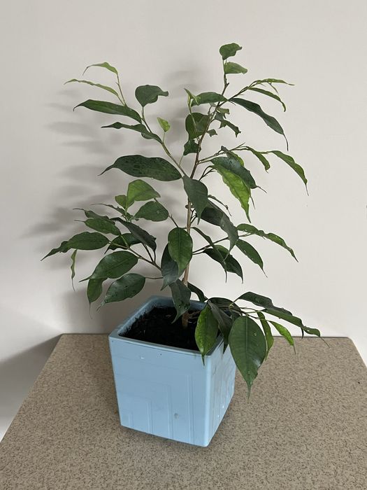 Фикус бенджамина