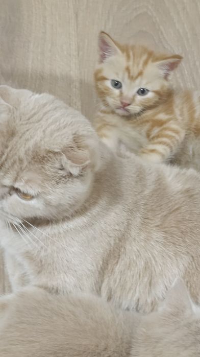 Котята породистые