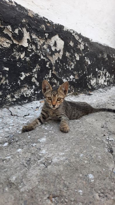 Марғаулар, котёнок, котята, мысық