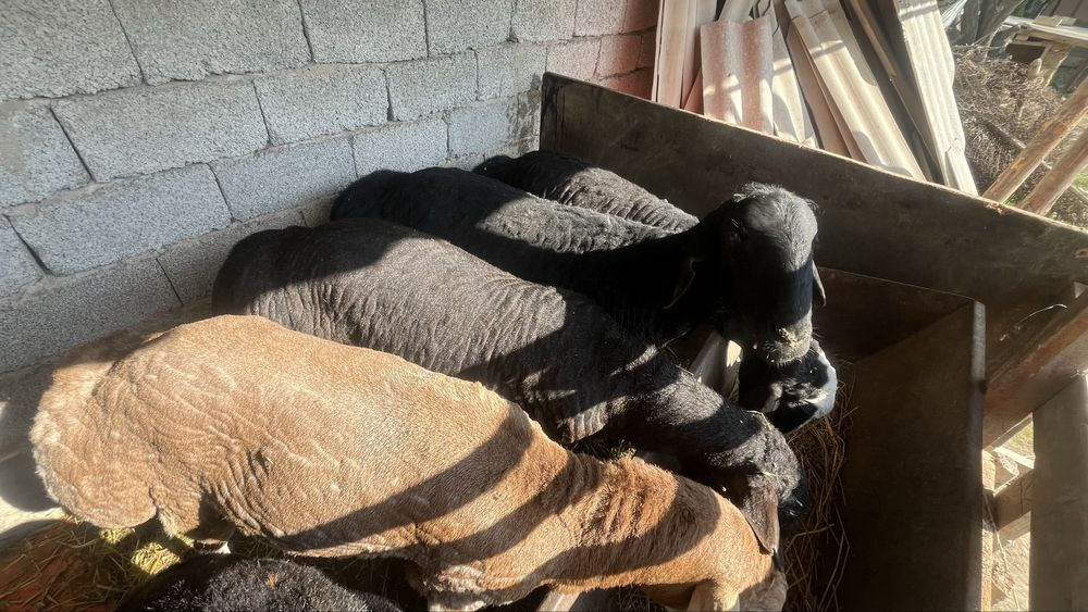 Бараны қошқар қой