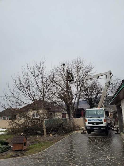 Toaletari , taiere , defrisare si cosmetizare copaci