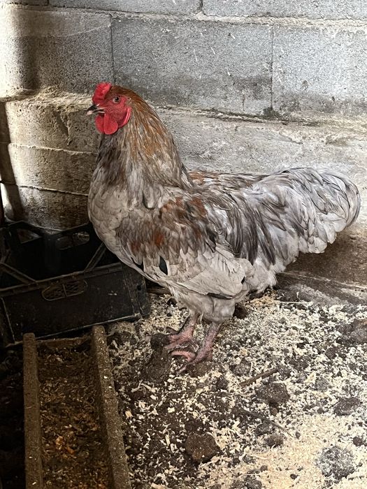Петух продам молодой