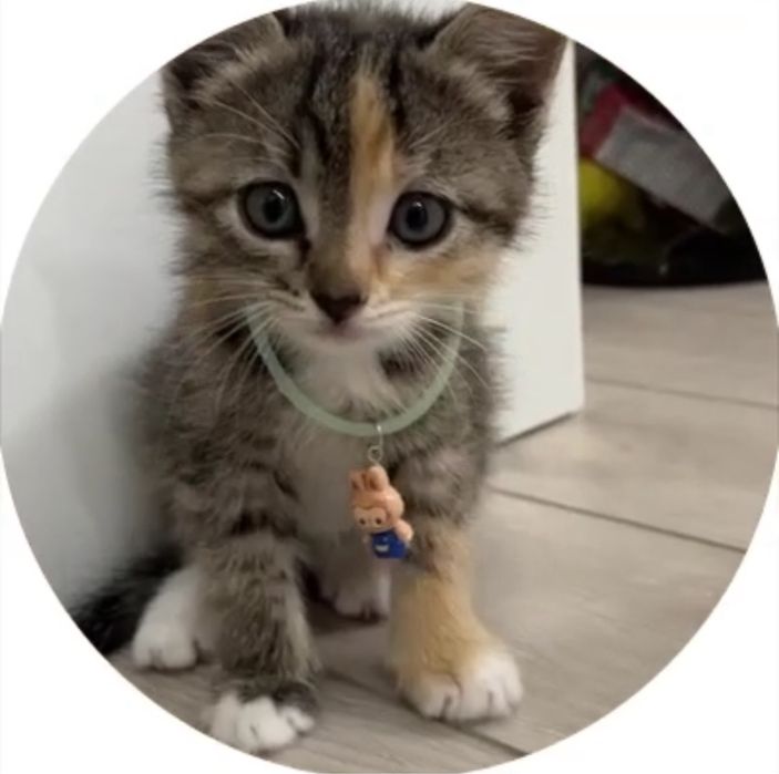 Котята    1,5 ай