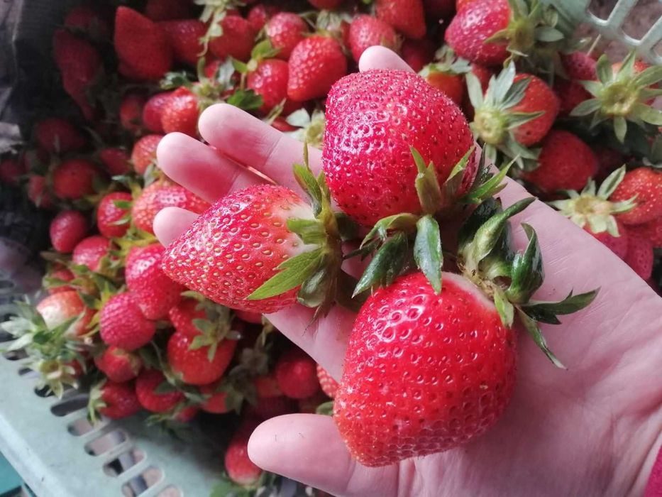 разсад За ягоди само сега при нас на промо цена 0.25 EUR