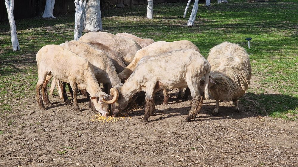 Berbeci si oi cu miei de vânzare