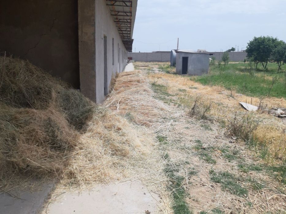 Ер сотилади (тайер бинолари хам мавжуд) 1 гектар