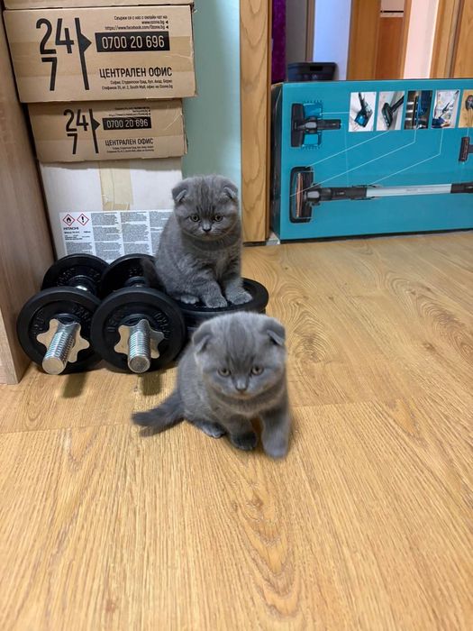 Малки сини британки/шотландки