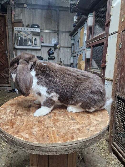 Iepuri berbec german