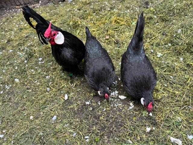 Sebright Chamois si Bantam negru oua pentru incubat