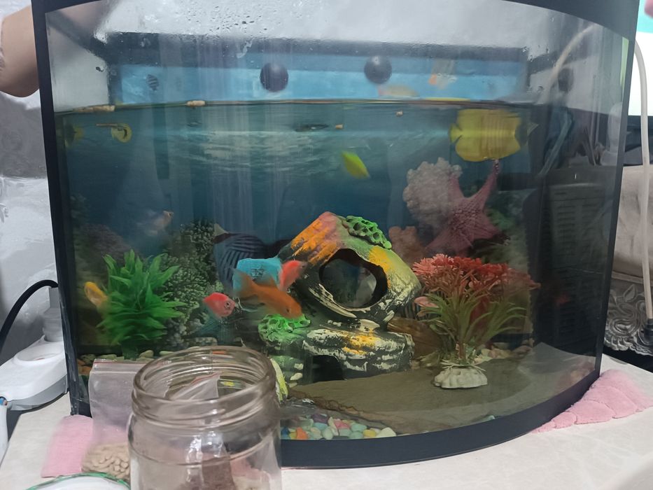 Akvarium baliqlari bilan