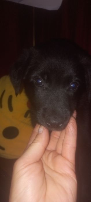 Щенки двор-терьера