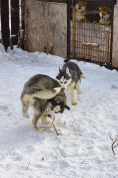 Очаровательные щенки сибирской хаски.