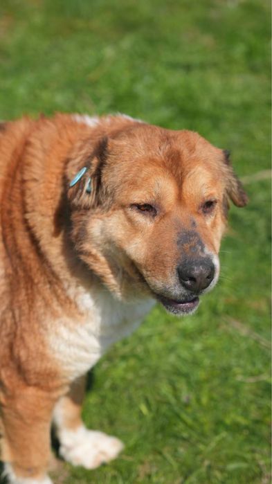 Хлоя ищет семью. Классная для семьи.