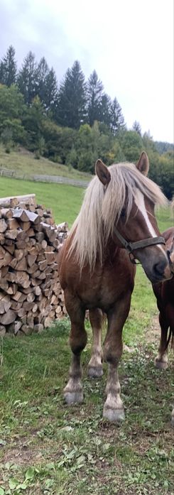 Vand armasar  de 4,5 ani