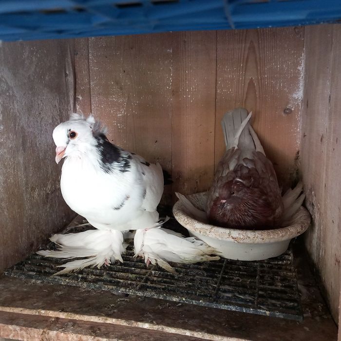 Schimb porumbei uriasi maghiari