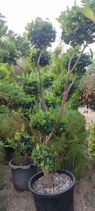 Gazon ekish  landshaft