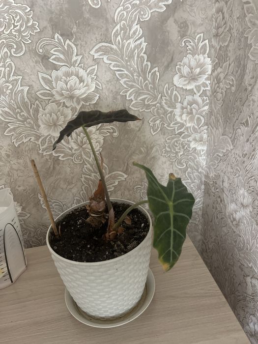 Продается комнатные растения