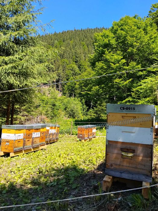 Miere naturală din zona montană – direct de la apicultor