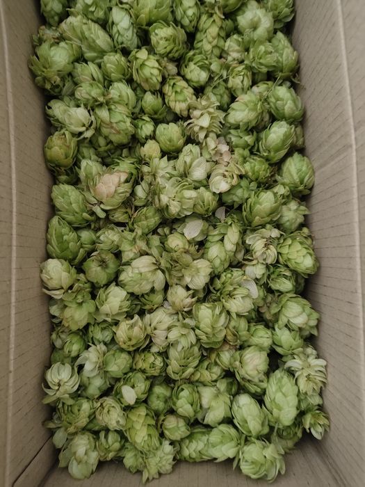 Capșuni timpurii stoloni Salvie Bulbi leurdă Conuri Hamei