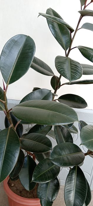 Qora shaxzoda alohida sotiladi 2ta