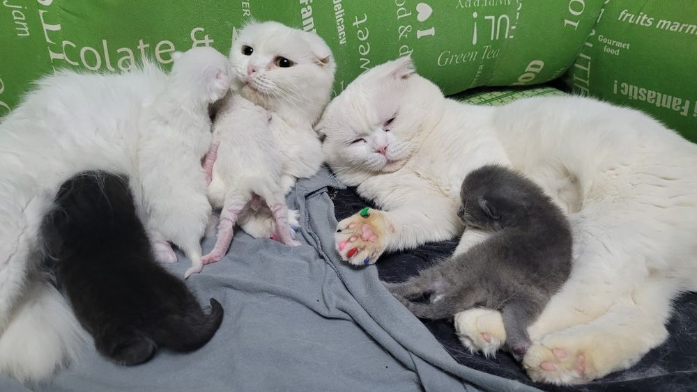 Котята шотландские вислоухие