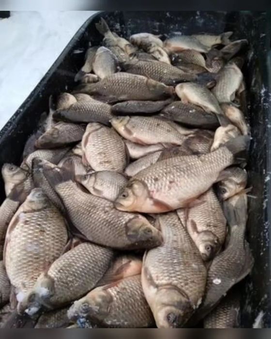 Карась, сазан, щука свежая