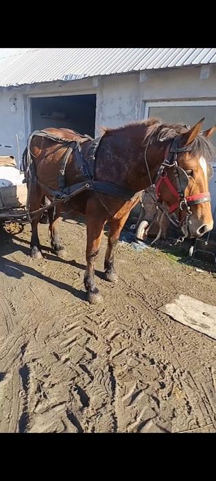 Vând sau schimb cu vaci sau juninci