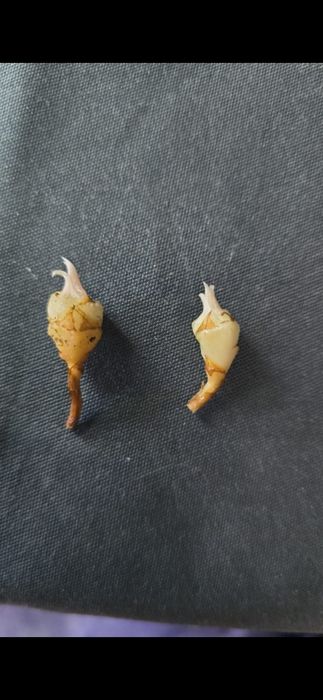 Алоказия "Веном"