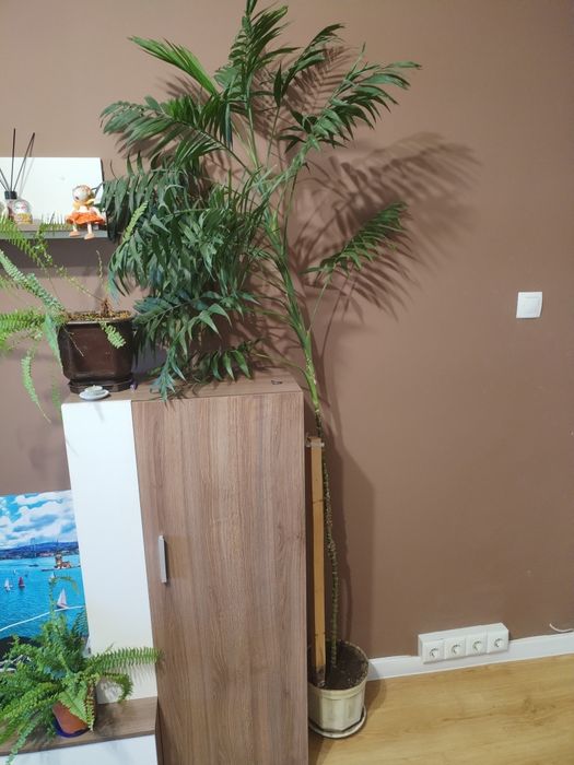 Продавам Финикова палма