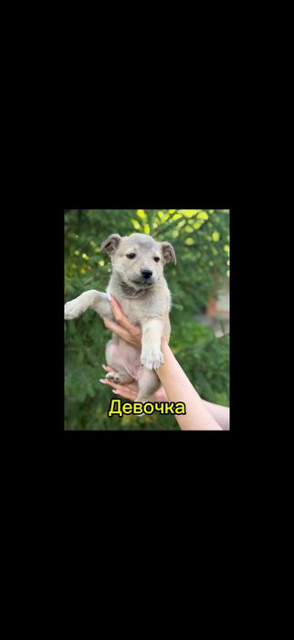 Щенки бесплатно в добрые руки