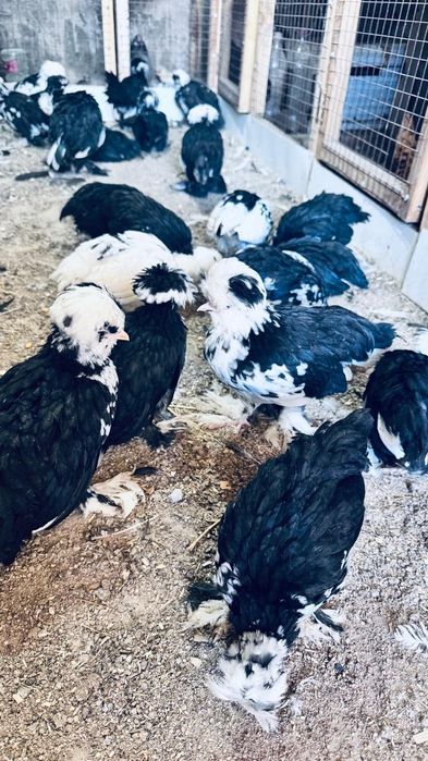 Сссссссссссссссссссспппппппппппппппппппппппппппппмппппппппппппппппппмп