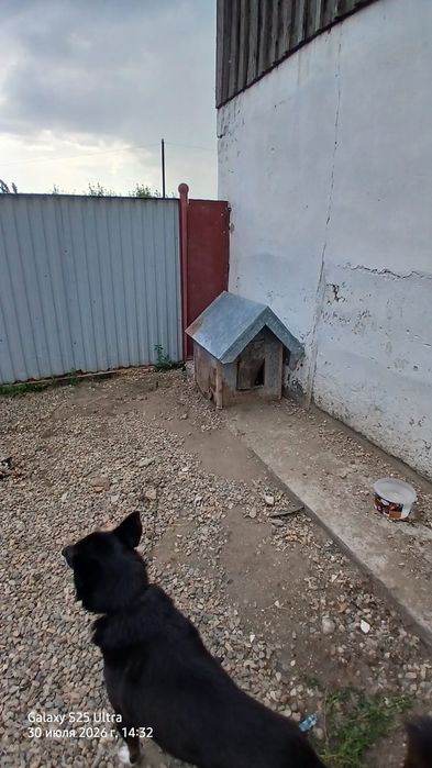Отдам собачёнка,кобелёк,вместе с будкой
