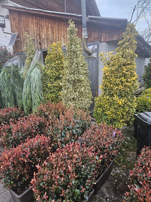 amenajare spații verzi