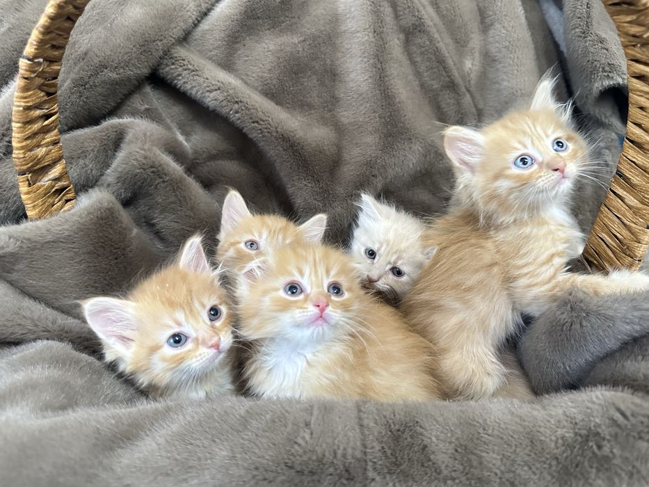 Шотландцы котятки