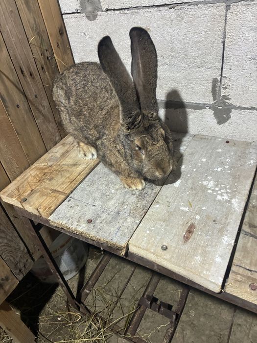 Vand iepuroica urias german