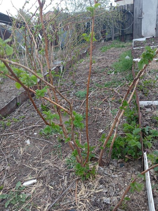 Крыжовник, Малина, Смородина