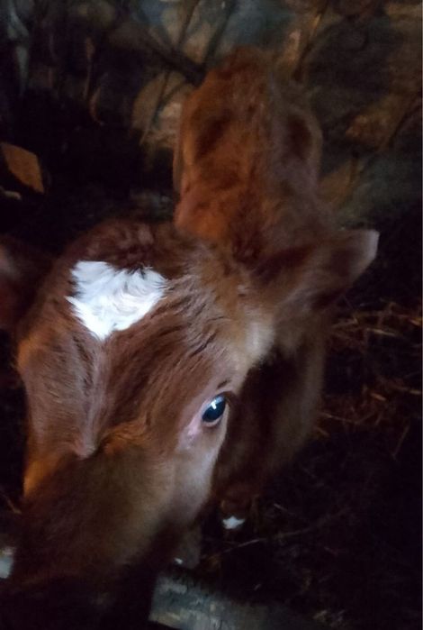 Продаю телят  телочка и бычок