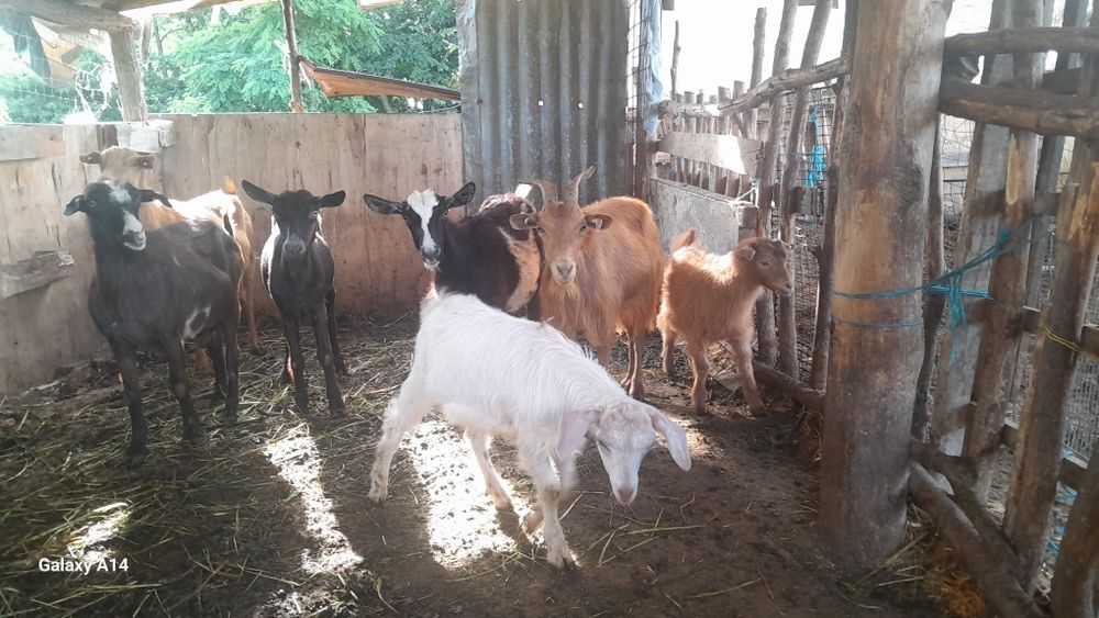 De vanzare 5 capre 2 cu iezi una stearpa  si 2 cu lapte