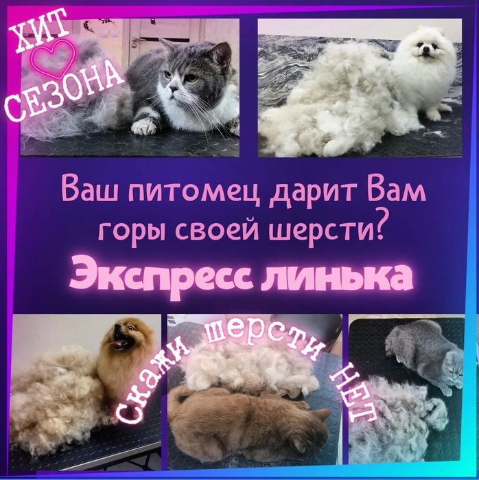 Груминг, экспресс линька, стрижка.