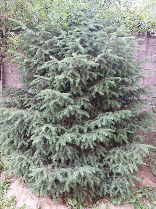 Ёлки 4 метра .Самовывоз