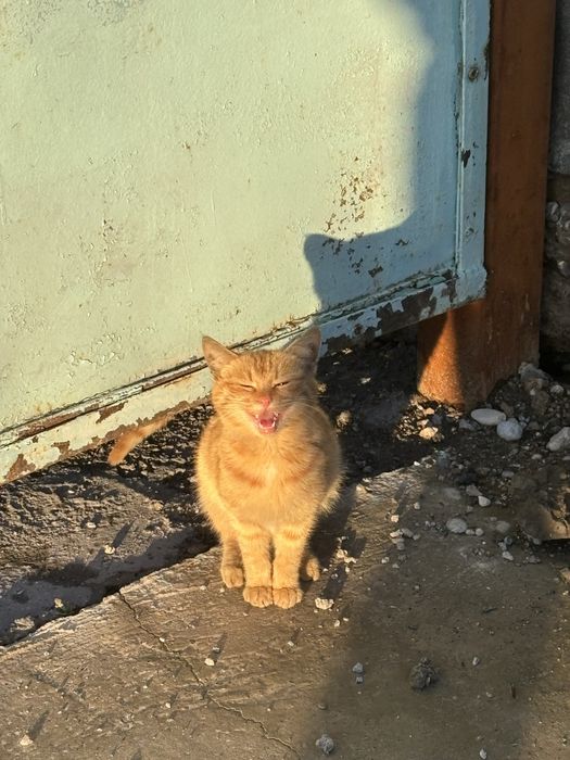 Котенок рыжий девочка